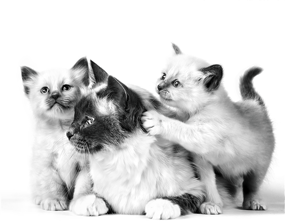 SACRED_BIRMAN_MOTHER___KITTEN___BIRTH___GROWTH___BRAND_EMBLEMATIC_High_Res.___Print_190994.png
